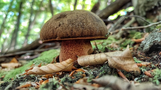 hríb zrnitohlúbikový Sutorius luridiformis (Rostk.) G. Wu & Zhu L. Yang