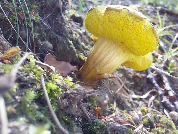 suchohríb plstnatý Xerocomus subtomentosus L.