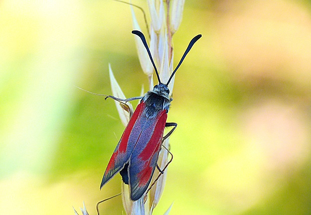 vretienka dúšková Zygaena purpuralis