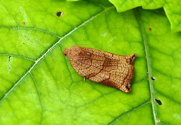 obaľovač sadový Archips podana