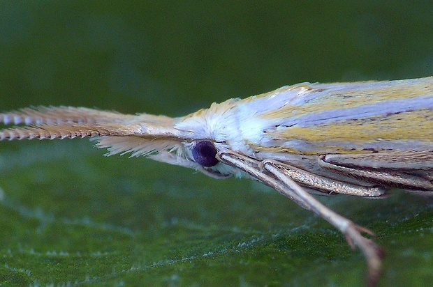 rúrkovček trávový (sk) / pouzdrovníček (cz) Coleophora lixella (Zeller, 1849)