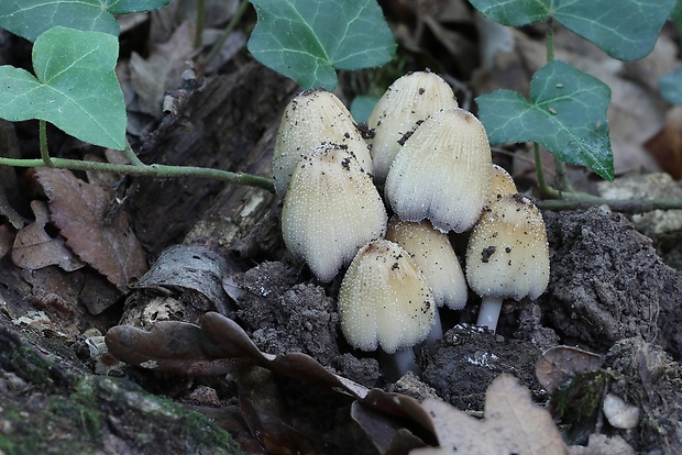 hnojník Coprinus sp.