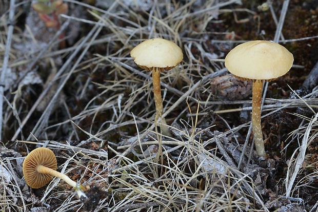 pavučinovec Cortinarius sp.