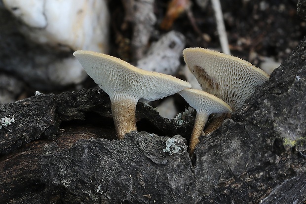 trúdnik plástovitý Lentinus arcularius (Batsch) Zmitr.