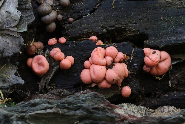 vlčinka červená Lycogala epidendrum (J.C. Buxb. ex L.) Fr.