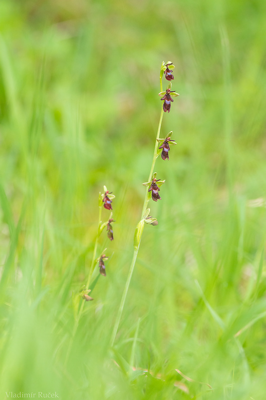 hmyzovník muchovitý Ophrys insectifera L.