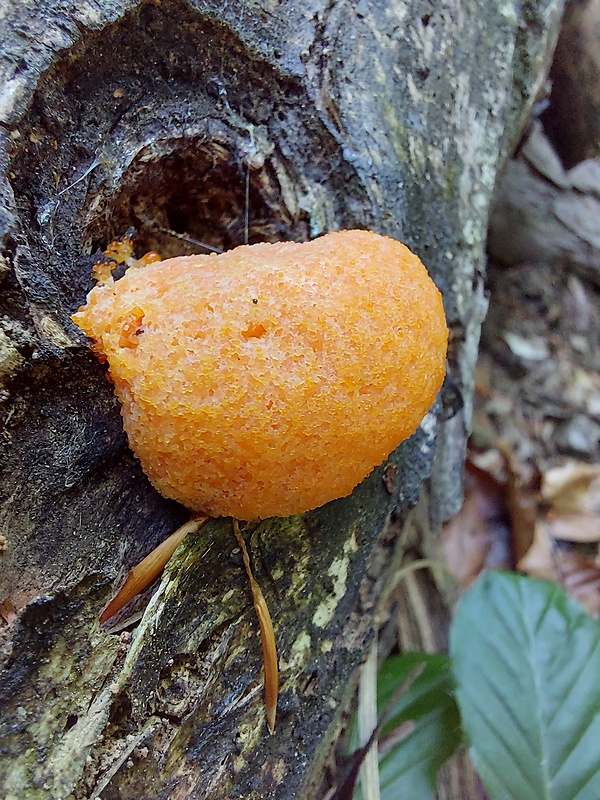 jahodník sasankovitý Tubifera ferruginosa (Batsch) J.F. Gmel.