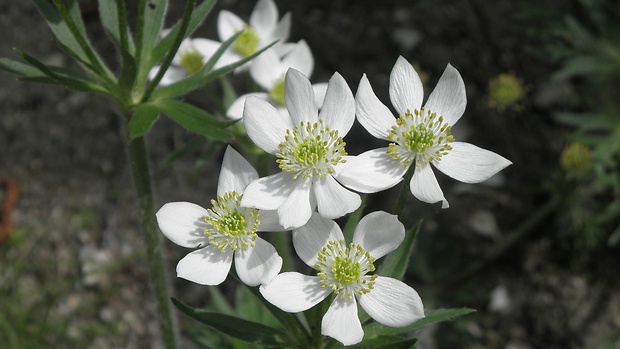 veternica narcisokvetá Anemone narcissiflora L.