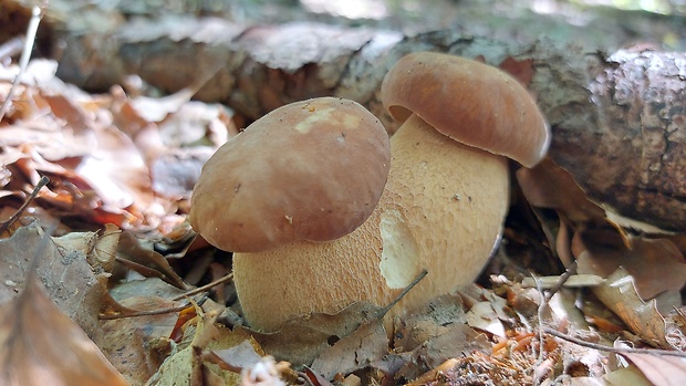 hríb dubový Boletus reticulatus Schaeff.