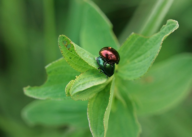 liskavka dúhová Chrysolina fastuosa