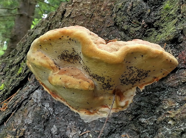 práchnovček Fomitopsis sp.