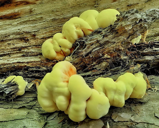 sírovec horský Laetiporus montanus Černý ex Tomšovský & Jankovský