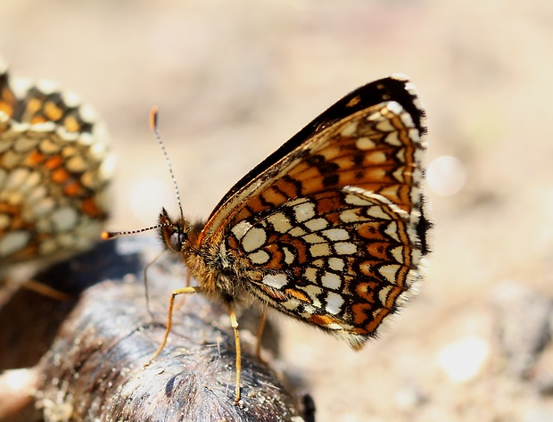 hnedáčik čermeľový  Melitaea diamina