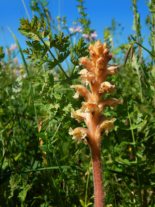 záraza alsaská Orobanche alsatica Kirschl.