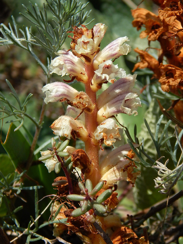 záraza šupinatá Orobanche artemisiae-campestris Vaucher ex Gaudin