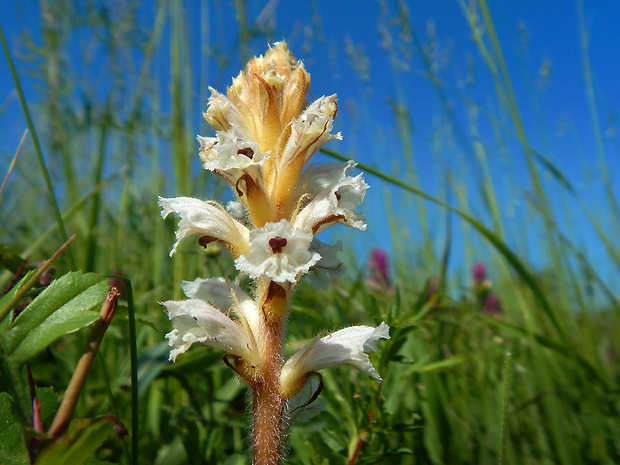 záraza horčíková Orobanche picridis F. W. Schultz