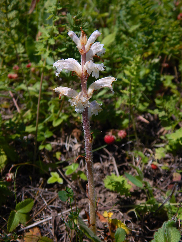 záraza horčíková Orobanche picridis F. W. Schultz