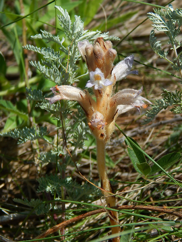 zárazovec sivý Phelipanche caesia (Rchb.) Soják