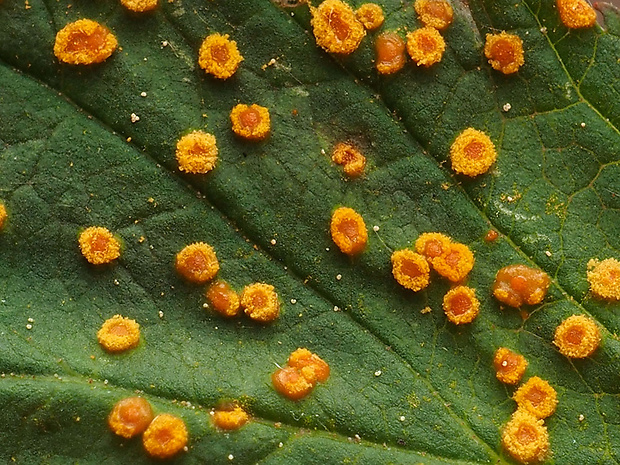 priehradkovec malinový Phragmidium rubi-idaei (DC.) P. Karst.