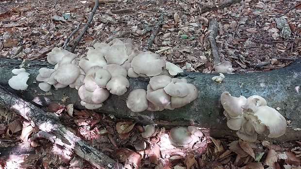 hliva buková Pleurotus pulmonarius (Fr.) Quél.