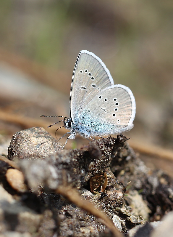 modráčik lesný  Polyommatus semiargus