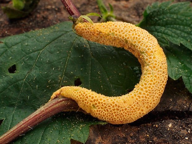 hrdza Puccinia urticata F. Kern