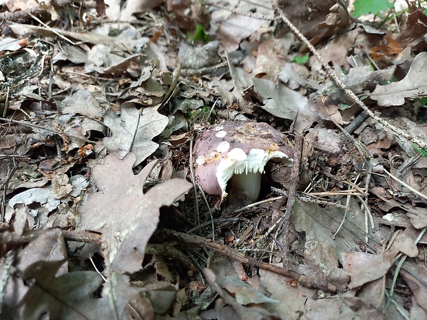 plávka Russula sp.