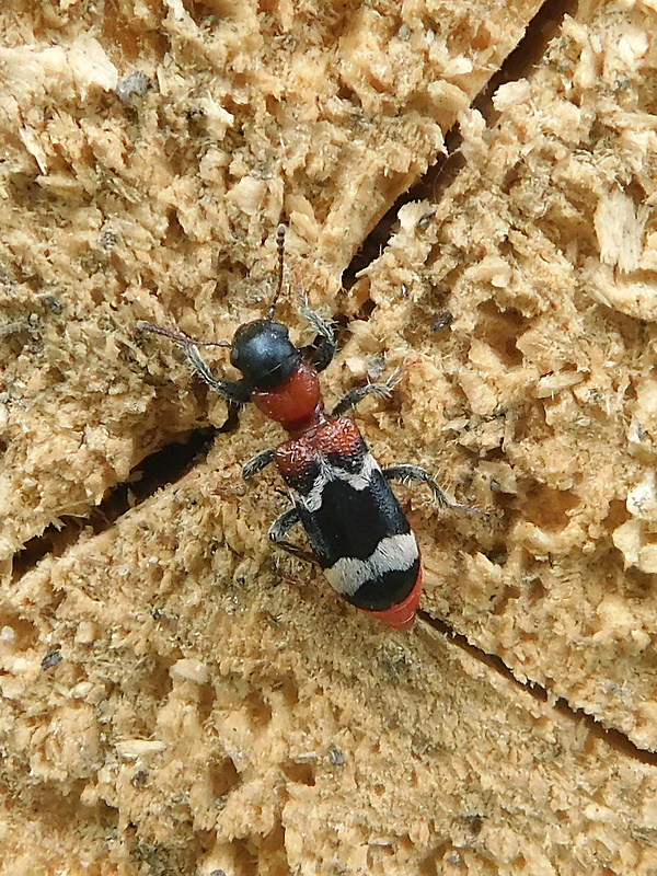 pestroš mravcový / pestrokrovečník mravenčí Thanasimus formicarius Linnaeus, 1758