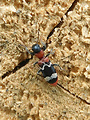 pestroš mravcový / pestrokrovečník mravenčí