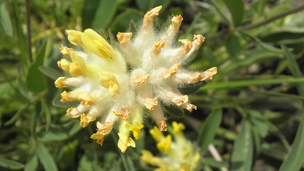 bôľhoj lekársky Anthyllis vulneraria subsp. alpestris (Schult.) Asch. & Graebn.