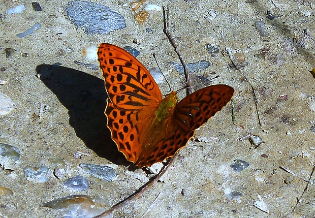 perlovec striebristopásavý Argynnis paphia