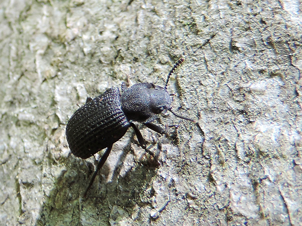 potemník / hubopas síťkovaný Bolitophagus reticulatus Linnaeus, 1767