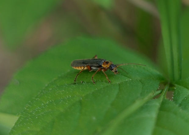 snehuľčík Cantharis nigricans