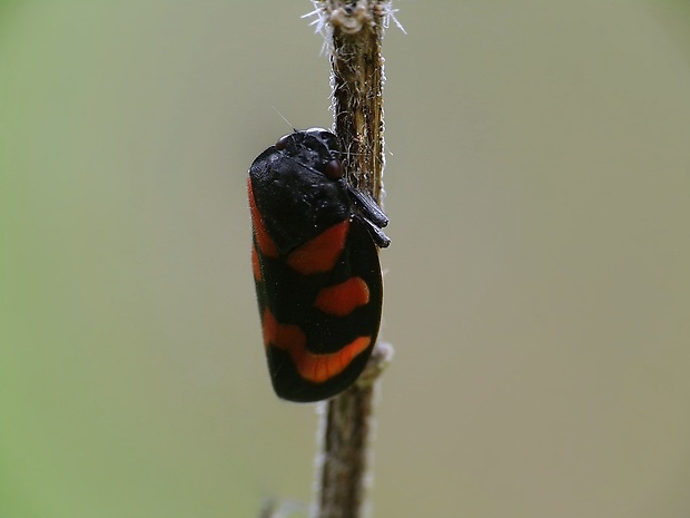 peniarka nížinná Cercopis sanguinolenta