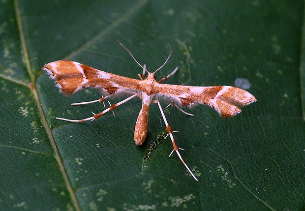 pierkavec šípkový Cnaemidophorus rhododactyla