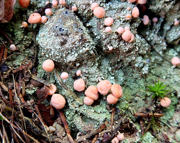 malohubka ružová Dibaeis baeomyces (L. f.) Rambold & Hertel