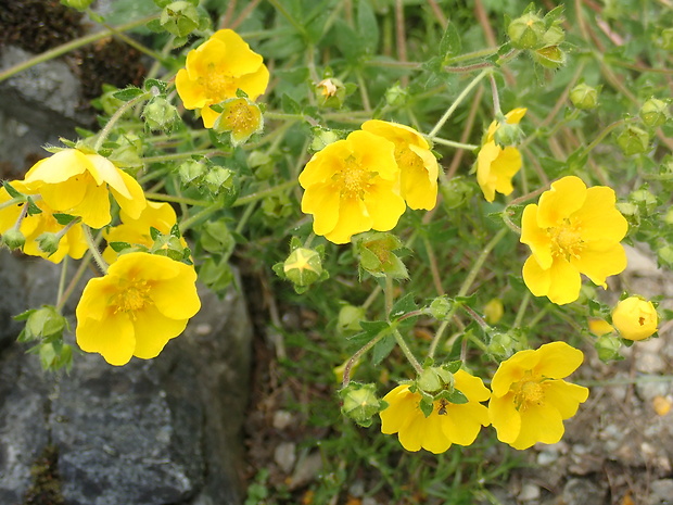 devätorník veľkokvetý Helianthemum grandiflorum (Scop.) DC.