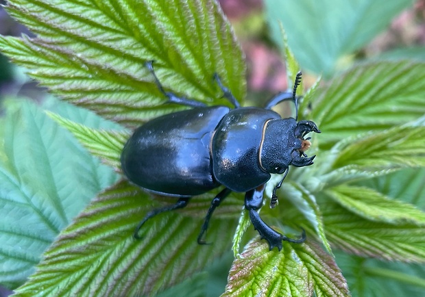 roháč veľký Lucanus cervus