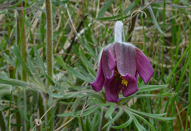 poniklec Pulsatilla sp.