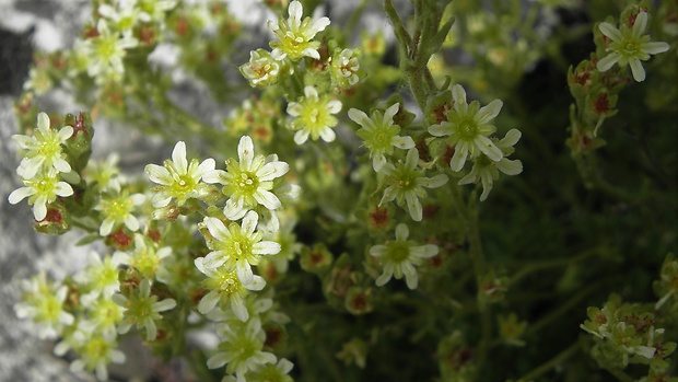 lomikameň pižmový Saxifraga moschata Wulfen