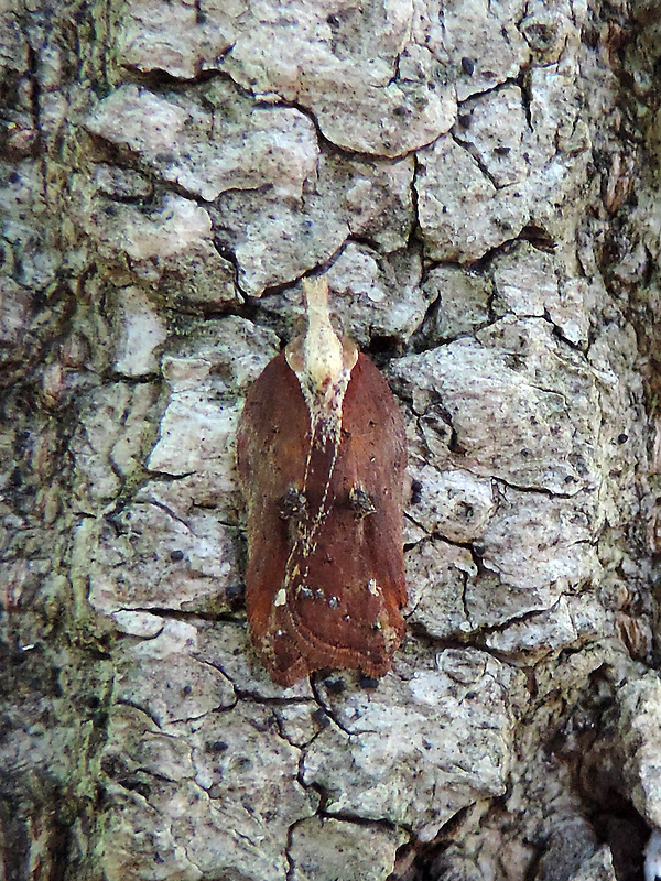 obaľovač lipový / obaleč Acleris cristana Denis & Schiffermüller, 1775