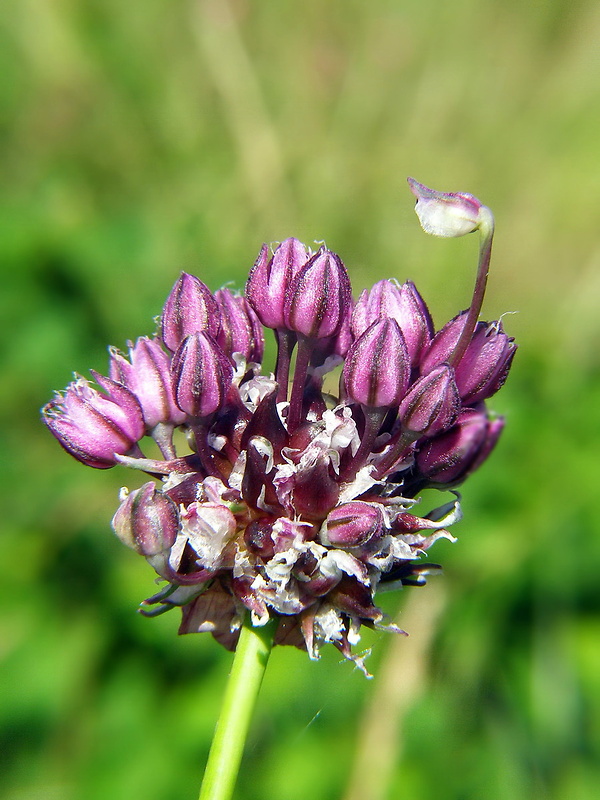 cesnak poľný Allium vineale L.