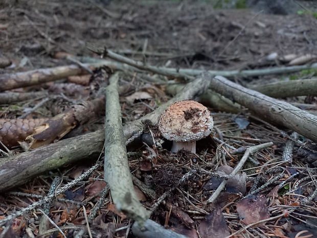 muchotrávka červenkastá Amanita rubescens Pers.