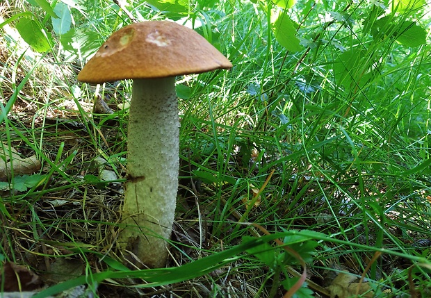 kozák osikový Leccinum albostipitatum den Bakker & Noordel.