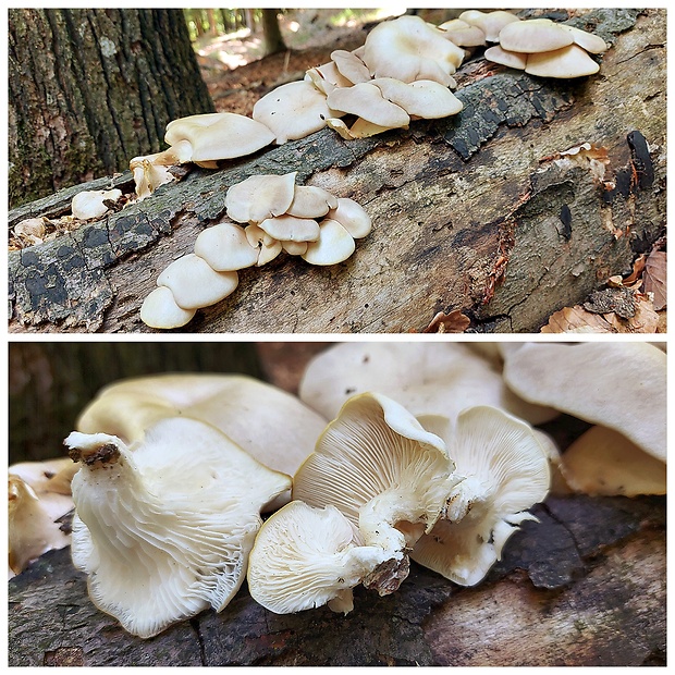 hliva buková Pleurotus pulmonarius (Fr.) Quél.