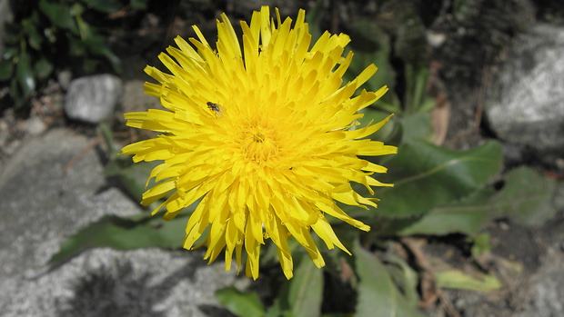 prasatnica jednoúborová Trommsdorffia uniflora (Vill.) Soják