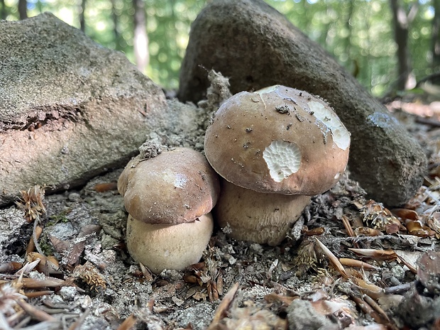 hríb dubový Boletus reticulatus Schaeff.