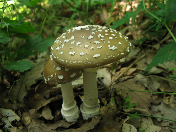 muchotrávka tigrovaná Amanita pantherina (DC.) Krombh.