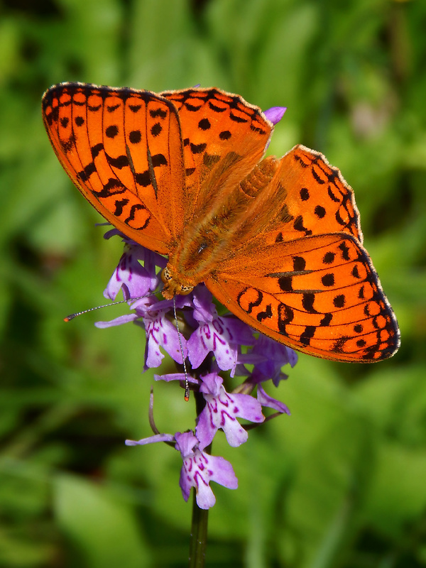 perlovec fialkový Argynnis adippe