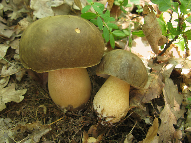 hríb bronzový Boletus aereus Bull. ex Fr.